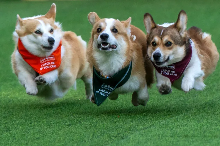 Corgis run, bark and sniff their way to glory at a growing international race